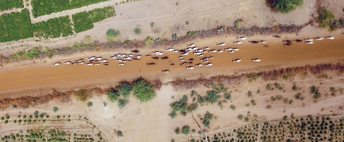 Déplacement du bétail entre champs cultivés, delta de la rivière Sénégal © J. Bourgoin, Cirad